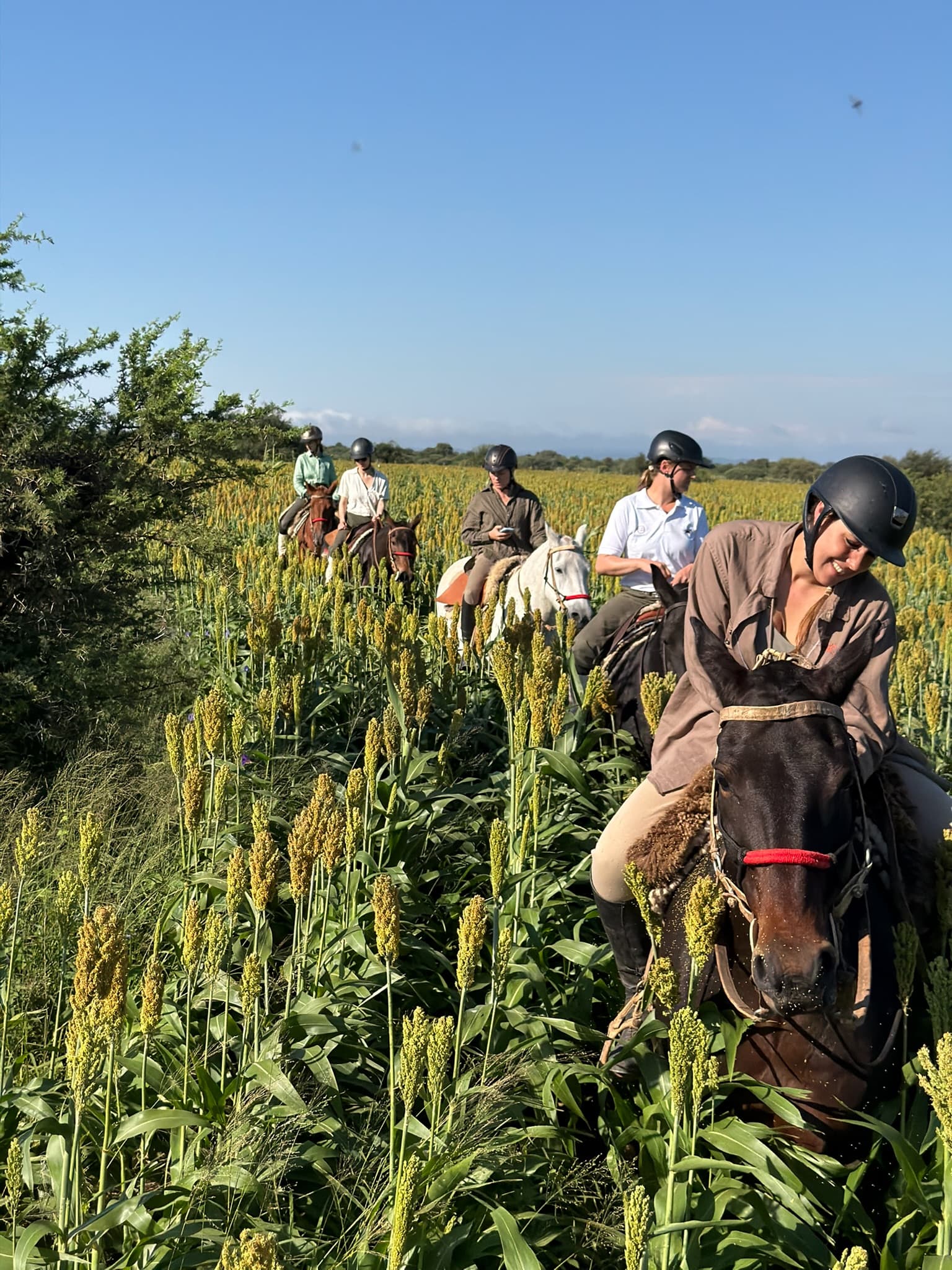 Five riders through a corn field